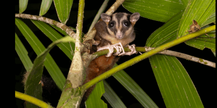 ‘Lazarus’ species previously thought extinct confirmed to be alive in Indonesia