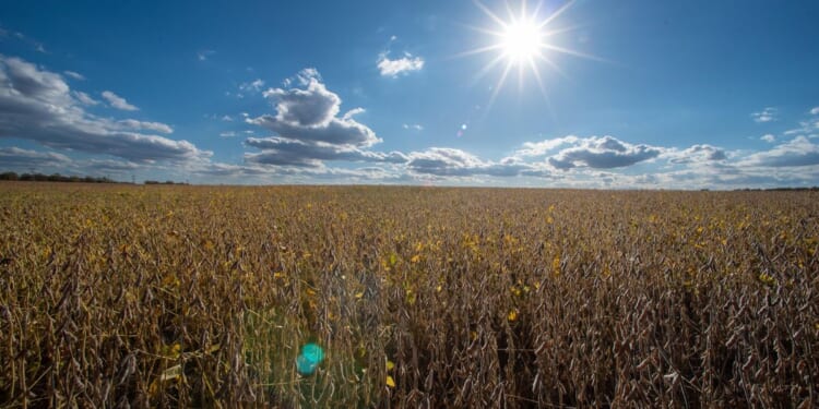 Rockefeller Foundation report links food prescriptions to farm revenue, job growth