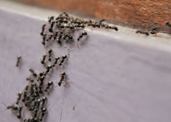 Chinese man arrested in Kenya for trying to smuggle 2,200 live ants in luggage