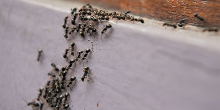 Chinese man arrested in Kenya for trying to smuggle 2,200 live ants in luggage