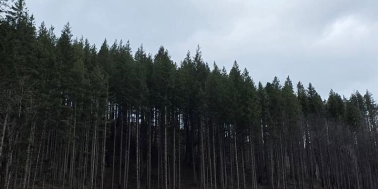 Oregon Army National Guard hoists injured logger to safety in Mount Hood National Forest