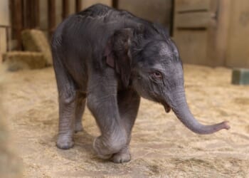 National Zoo’s baby elephant Linh Mai to make public debut on Earth Day