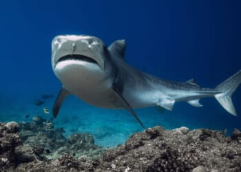 Three species of sharks in Caribbean test positive for caffeine, cocaine, painkillers