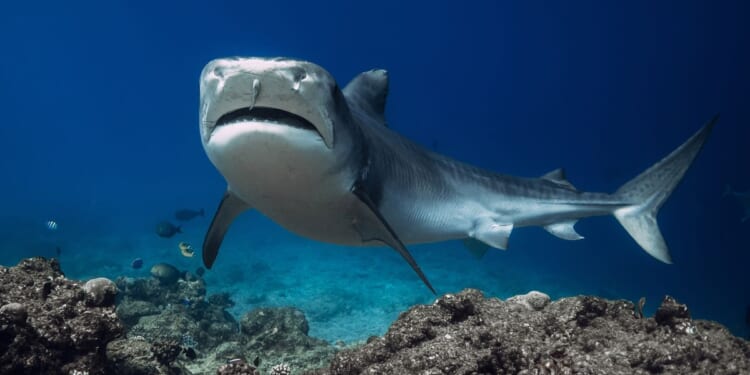 Three species of sharks in Caribbean test positive for caffeine, cocaine, painkillers