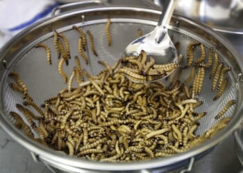 Brain Worms or TDS? Snyder Says Trump's Iran War Is Designed to Provoke Terror Attacks for Election Chaos – Twitchy