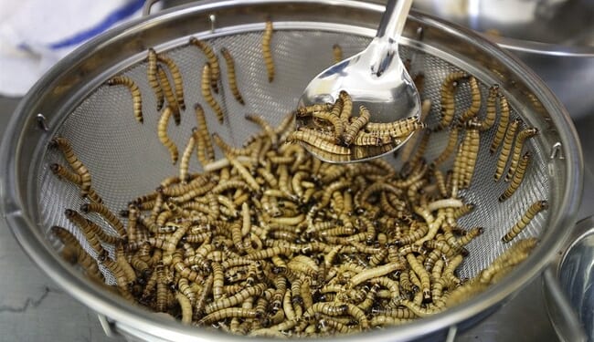 Brain Worms or TDS? Snyder Says Trump's Iran War Is Designed to Provoke Terror Attacks for Election Chaos – Twitchy