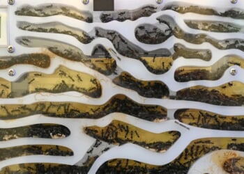 Chinese Man Allegedly Caught In Creepy-Crawly Smuggling Attempt: REPORT