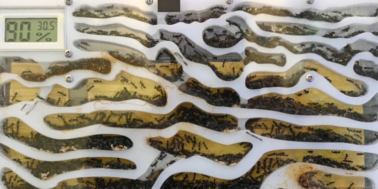 Chinese Man Allegedly Caught In Creepy-Crawly Smuggling Attempt: REPORT