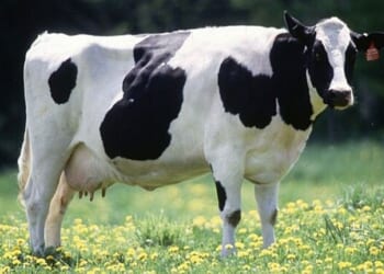 Dairy Farmers Mourning Their Cheap Illegal Labor Just Tripled Output With Robots ... Tragic – Twitchy