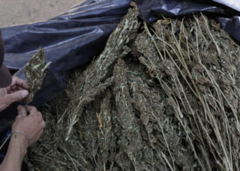 Doctor Dispels ‘Lies,’ Sounds Alarm on Terrifying Studies Showing Real Impact of Marijuana Use – Faithwire