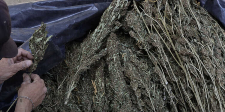 Doctor Dispels ‘Lies,’ Sounds Alarm on Terrifying Studies Showing Real Impact of Marijuana Use – Faithwire