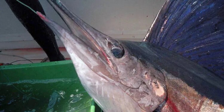 Florida Keys Crew Scores Massive 480-Pound Swordfish After Intense 5-Hour Battle
