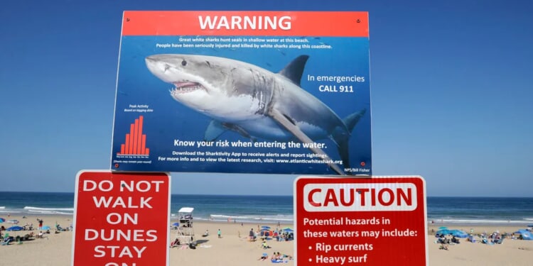 Four Great White Sharks Ping Off Florida As Spring Break Begins