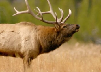 Gargantuan Elk Charges At Man, Woman In Wild Video