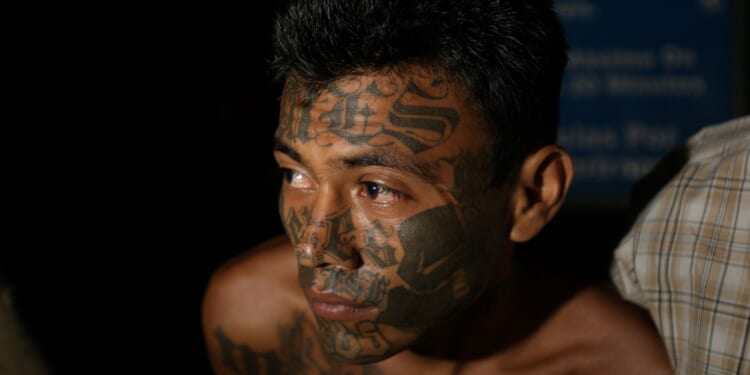 Obama Judge Orders Release of MS-13 Member as DHS Details Criminal History, Arrest