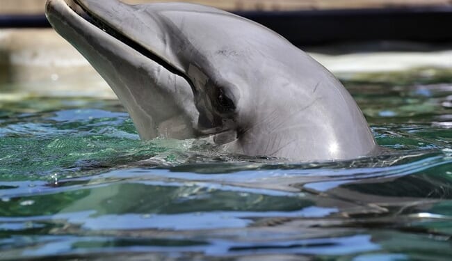 The Dolphin Apocalypse is Upon Us! ...Or This Dude is Just Hallucinating – Twitchy