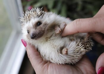 Winston Churchill to Be Replaced on UK Banknotes With a Hedgehog or Badger – Twitchy