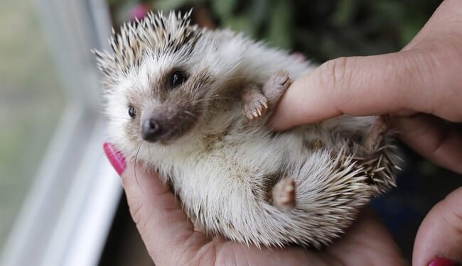 Winston Churchill to Be Replaced on UK Banknotes With a Hedgehog or Badger – Twitchy