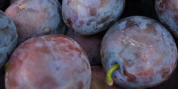 ‘My Plums Were Bright Purple’: Kickboxer Pulls Vehicle With Testicles In Promotion Of Men’s Mental Health