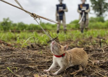 Cambodia honors landmine-detecting rat named Magawa with a statue and medal