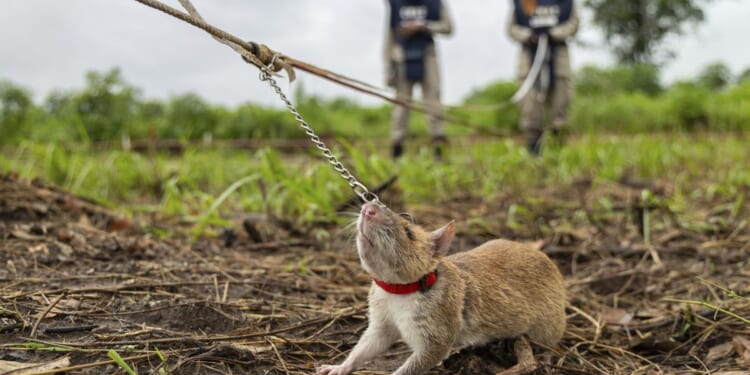 Cambodia honors landmine-detecting rat named Magawa with a statue and medal