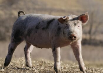 Iowa farmer sentenced to 13 years for charges including fraud, identity theft and stalking