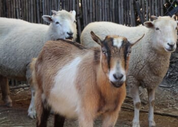 Afghan National Arrested After a Series of Sexual Assaults on Sheep and Goats [WATCH]