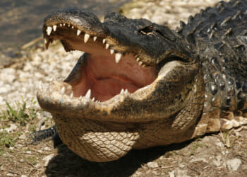 Alligator on Runway Delays Delta Flight at Airport in Georgia [WATCH]