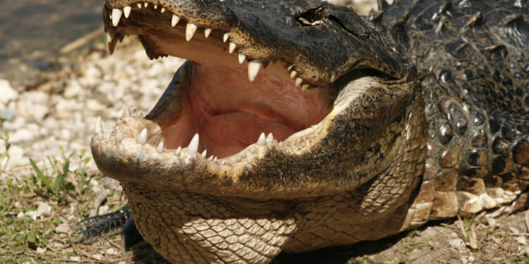 Alligator on Runway Delays Delta Flight at Airport in Georgia [WATCH]