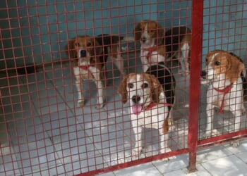 Animal Rights Activists Targeting Thousands Of Beagles Held In Research Center Beaten Back By Rubber Bullets, Tear Gas