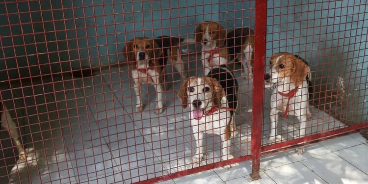 Animal Rights Activists Targeting Thousands Of Beagles Held In Research Center Beaten Back By Rubber Bullets, Tear Gas