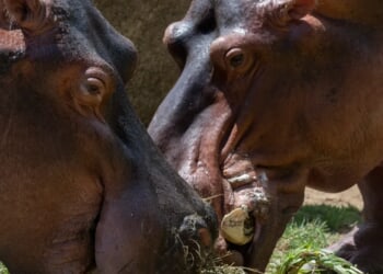 Columbia Set To Euthanize Dozens Of ‘Cocaine Hippos’ Linked To Drug Lord