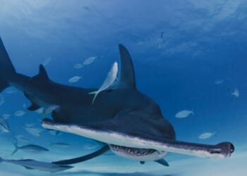 Crazy Footage Shows Hammerhead Shark Gliding Under a Surfer in Hawaii [WATCH]