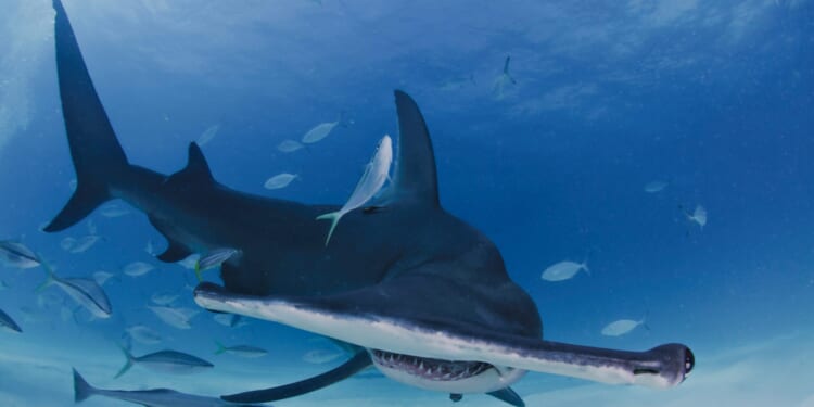 Crazy Footage Shows Hammerhead Shark Gliding Under a Surfer in Hawaii [WATCH]