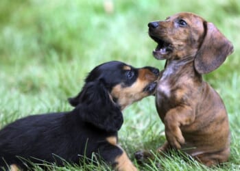 Police Introduce Elite Unit of SAUSAGE Dogs – Twitchy