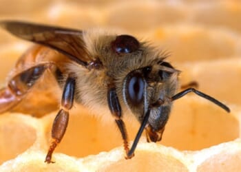 The Internet Is A-BUZZ Over President Trump Holding a Bee – Twitchy