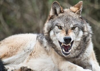 Toddler Injured After Entering Restricted Wolf Habitat Area at the Hersheypark Zoo, Bystanders Intervened