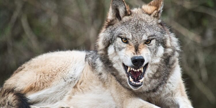 Toddler Injured After Entering Restricted Wolf Habitat Area at the Hersheypark Zoo, Bystanders Intervened