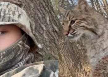 Wisconsin Teen Mauled by Bobcat During Turkey Hunt, Captures the Attack on Video [WATCH]