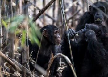 Wrestler Dunia Sibomana-Rodriguez Achieves Championship Glory After Chimpanzee Attack Left Life Completely Out Of Wack