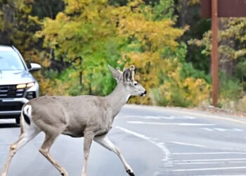 ‘Sick To My Stomach’: Wisconsin Community Outraged After Driver’s Treatment Of Deer Caught On Video