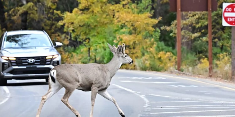 ‘Sick To My Stomach’: Wisconsin Community Outraged After Driver’s Treatment Of Deer Caught On Video