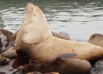 Chonkers the sea lion draws crowds to San Francisco’s Pier 39