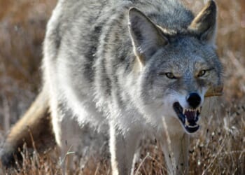 Coyote Pulls Off Daring 2-Mile Swim to Alcatraz, Then Vanishes Without a Trace [WATCH]