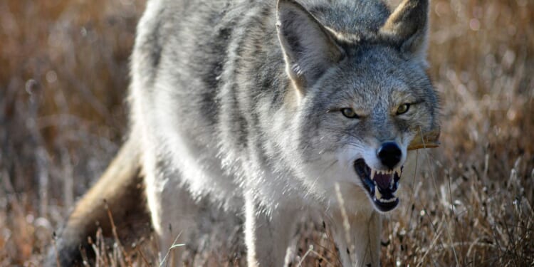 Coyote Pulls Off Daring 2-Mile Swim to Alcatraz, Then Vanishes Without a Trace [WATCH]