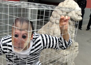 INGERSOLL: Super-Soldier Chimps And Absconded American Scientist Leave Pentagon Sweating