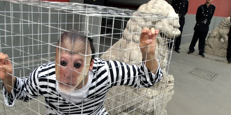 INGERSOLL: Super-Soldier Chimps And Absconded American Scientist Leave Pentagon Sweating