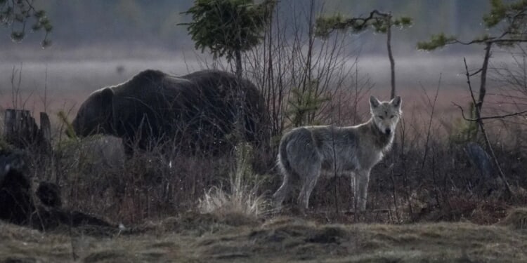 Wild Video Shows Grizzly Bear, Wolf Nearly Coming To Blows While Hammering Down Dead Animal